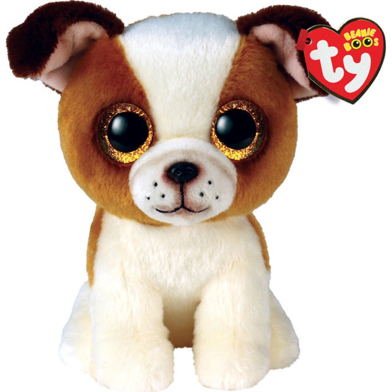 Hugo, Brown and White Dog