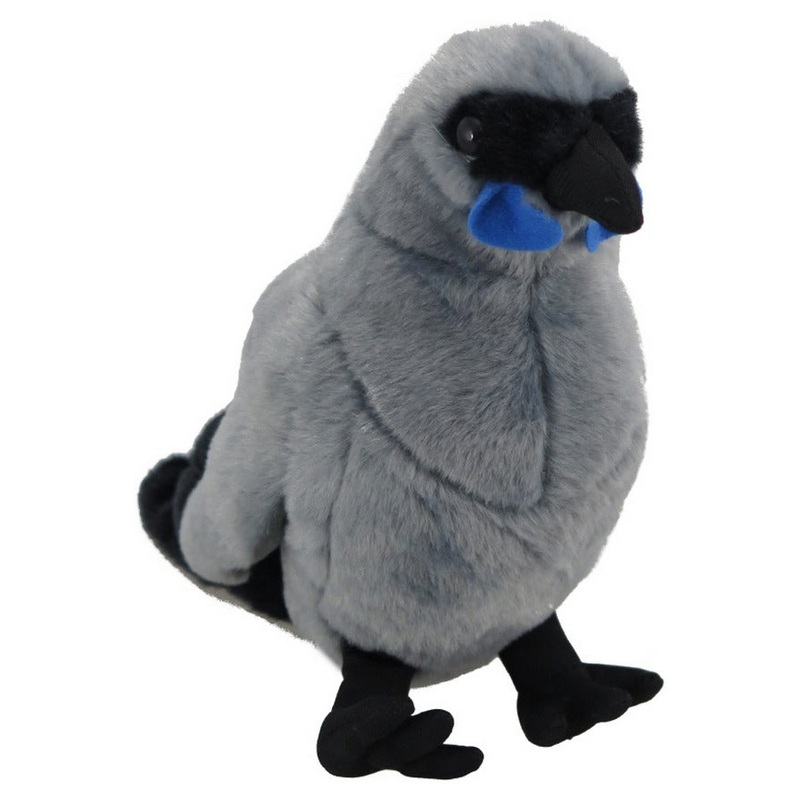 Kokako Large Sound Bird