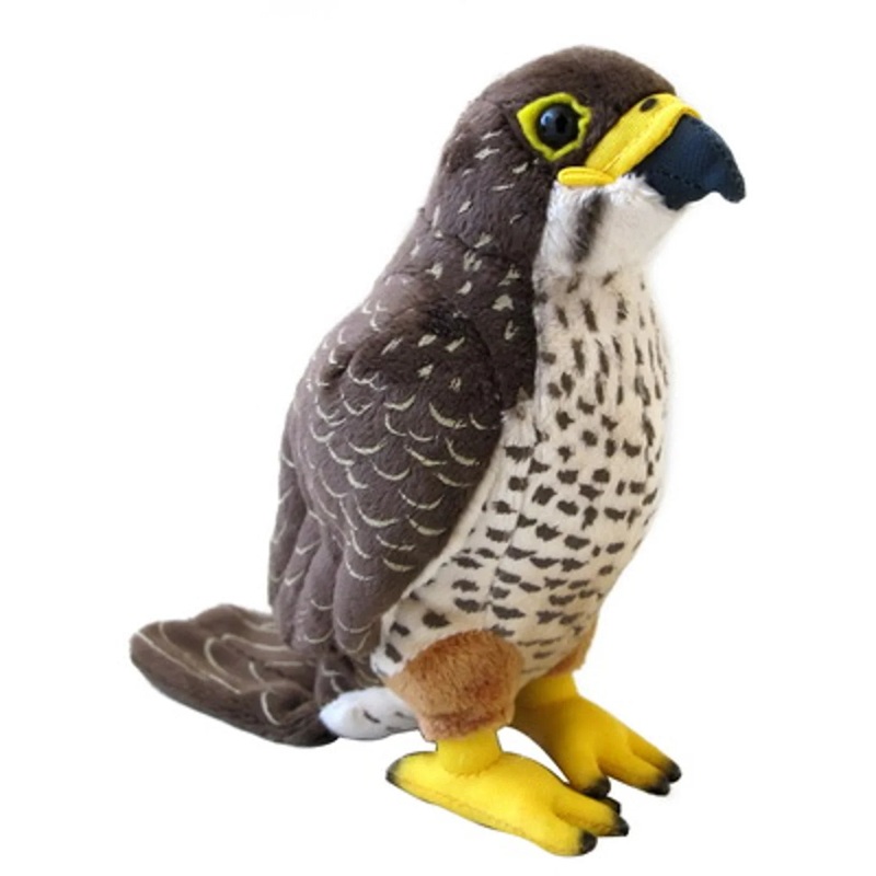 NZ Falcon Sound Bird