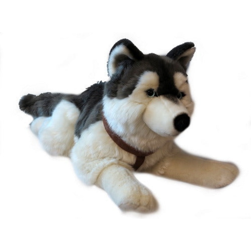 Lying Husky 60cm