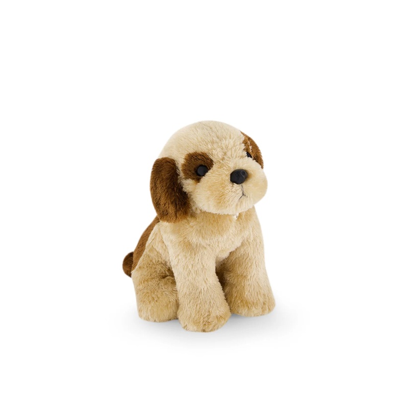 SB Coco the Shih Tzu