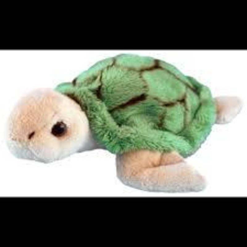 Wild Mini Green Turtle