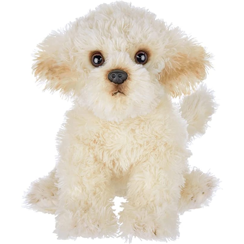 Lil' Bisquit the Labradoodle