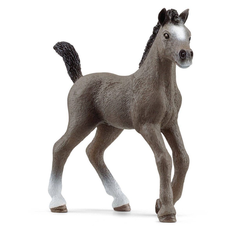 Cheval de Selle Fr. foal