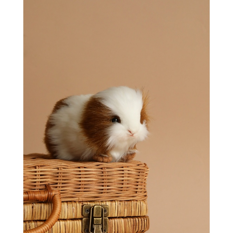 Guinea Pig Stuffed Animal