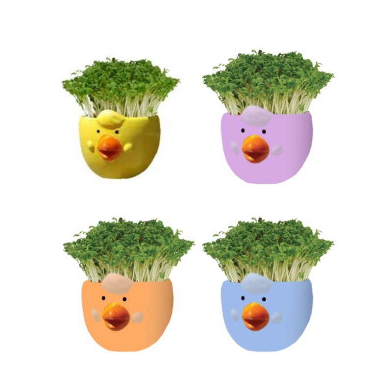 Easter Cress Chick Mixed Colours - Assorted