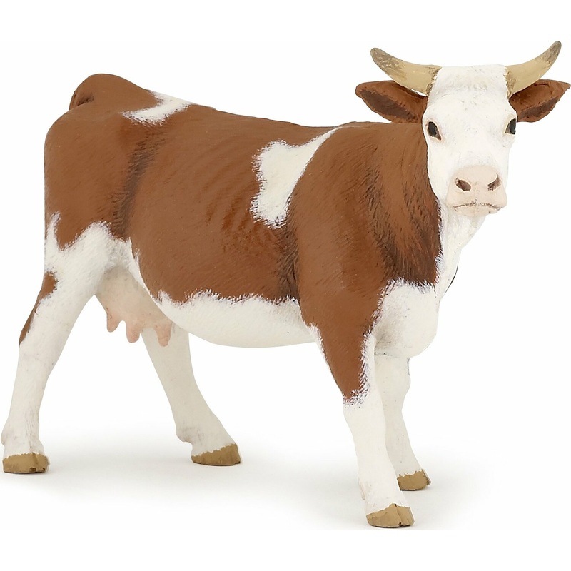 Simmental Cow