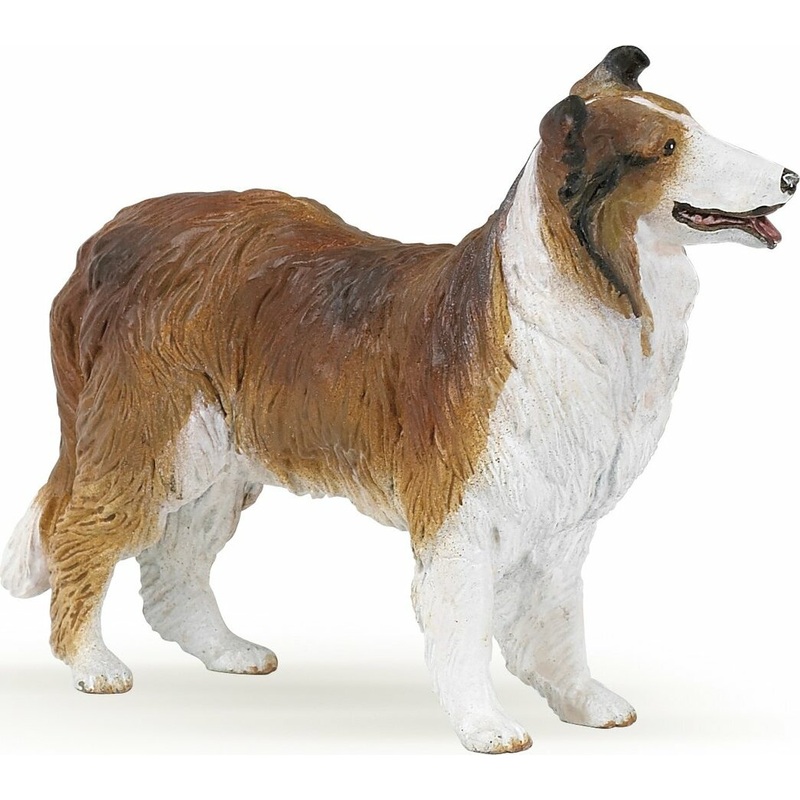 Collie