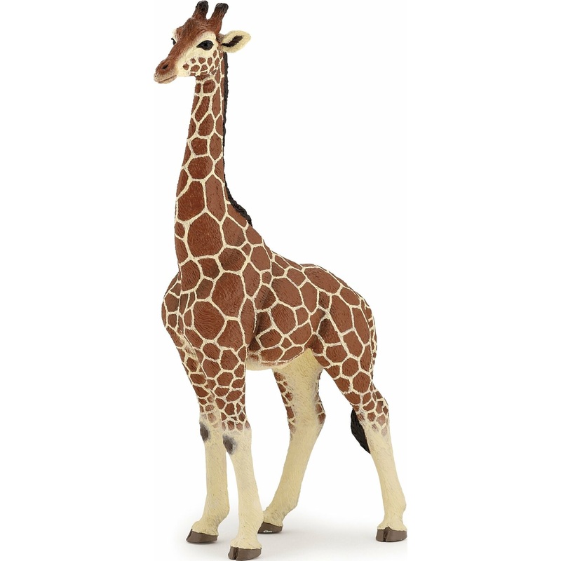 Giraffe Male