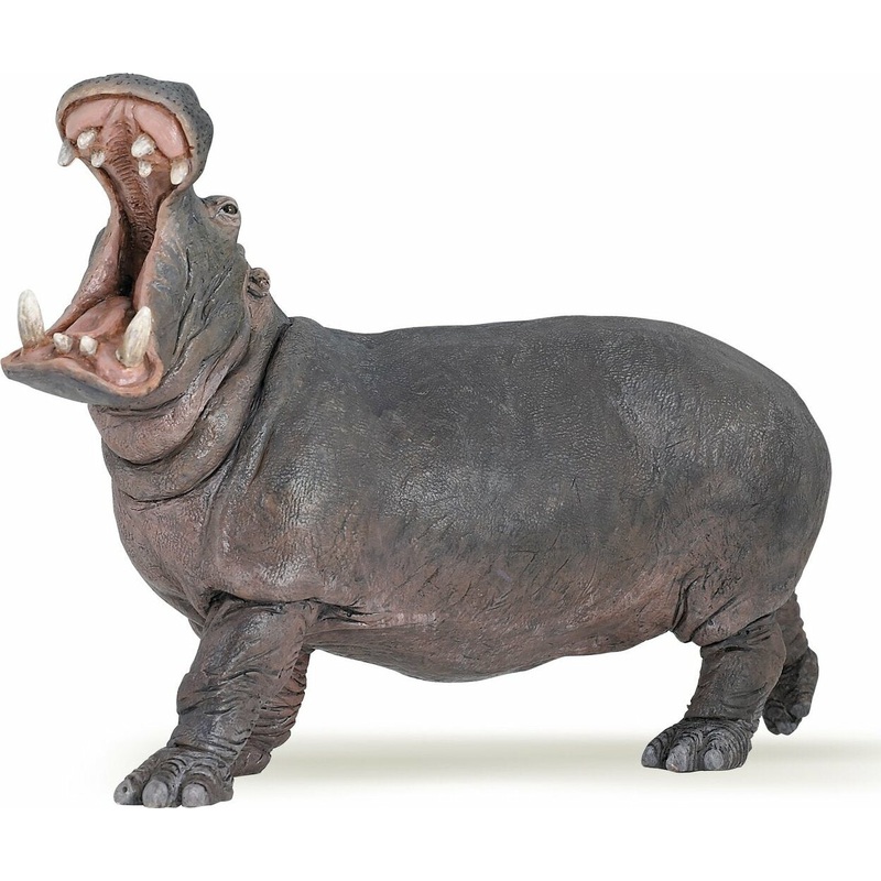 Hippopotamus