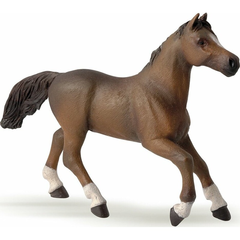Anglo-Arab Mare