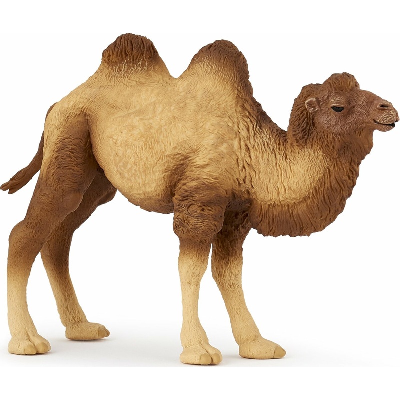 Bactrian Camel