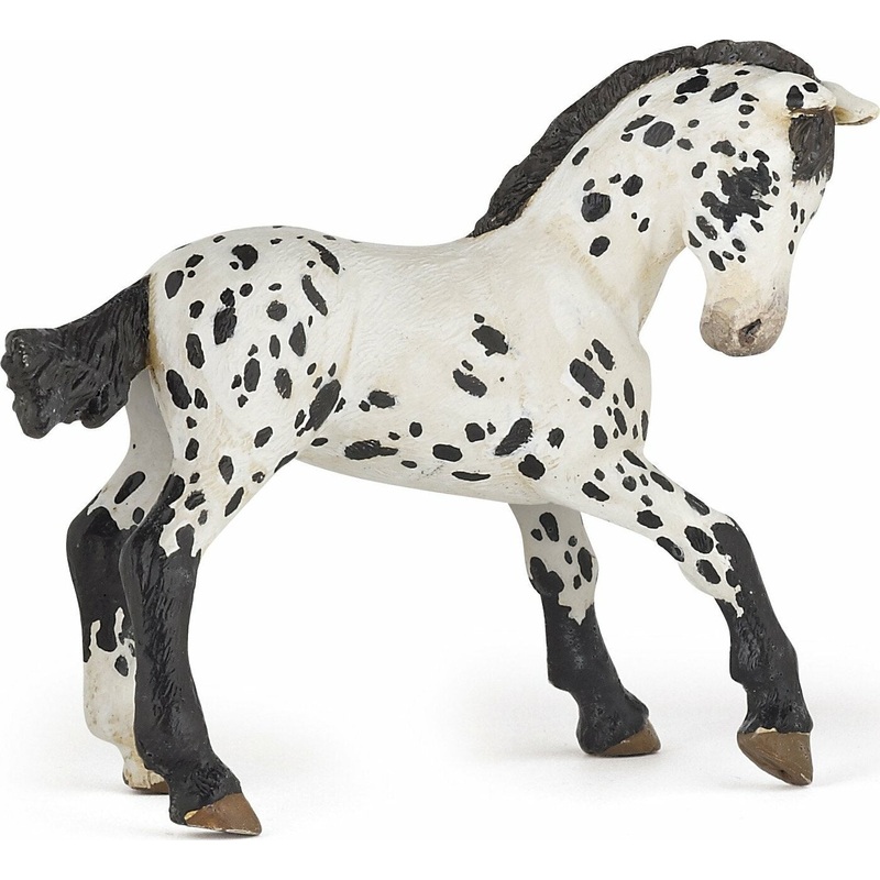 Black Appaloosa Foal