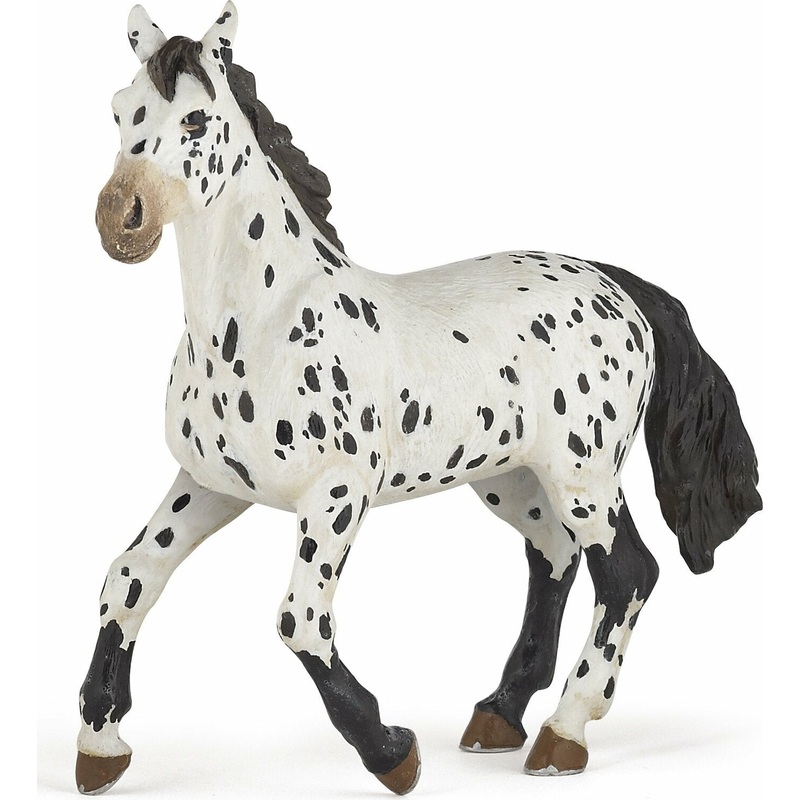 Black Appaloosa Horse