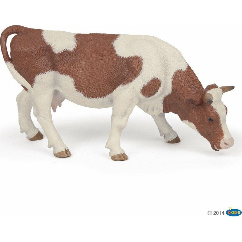 Grazing Simmental Cow