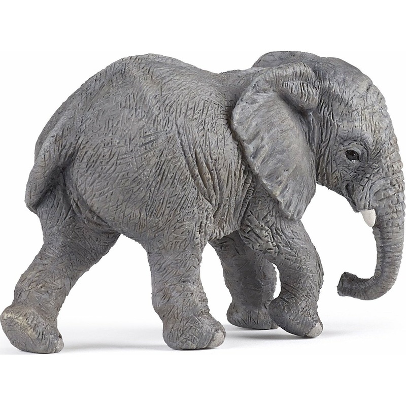 Young African Elephant