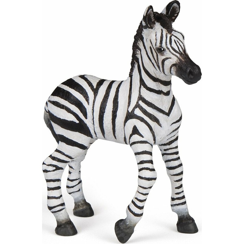Zebra Foal