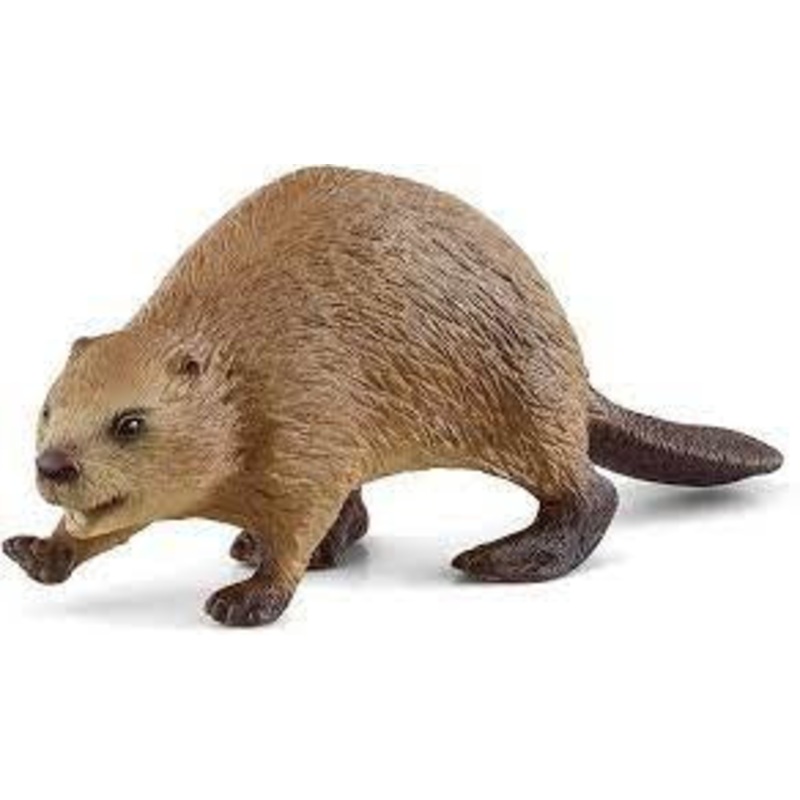 Beaver 14855