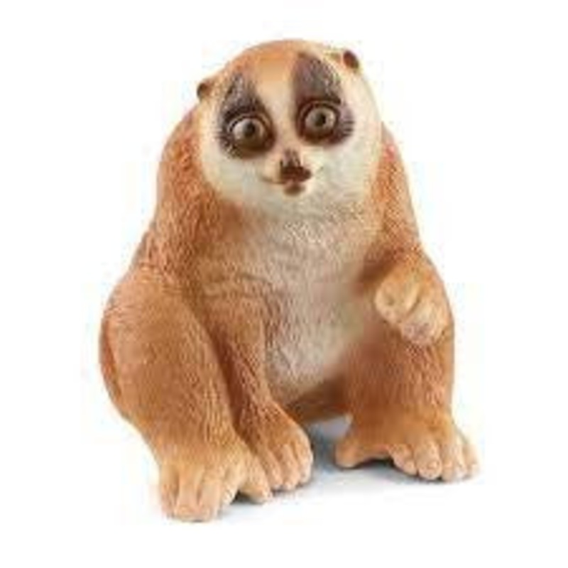 Slow Loris 14852
