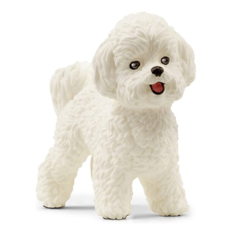 Bichon Frise 13963
