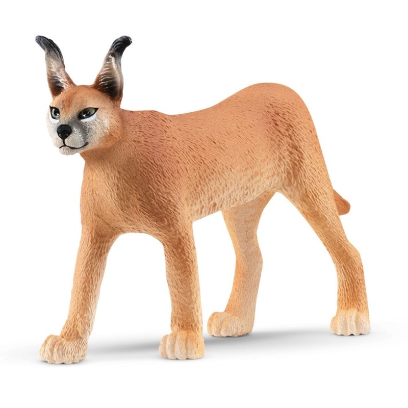Caracal Female 14867