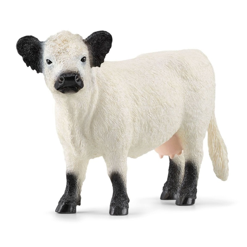 Galloway Cow 13960