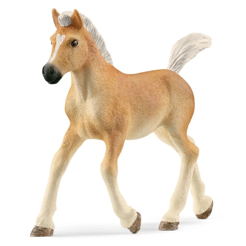 Haflinger Foal 13951