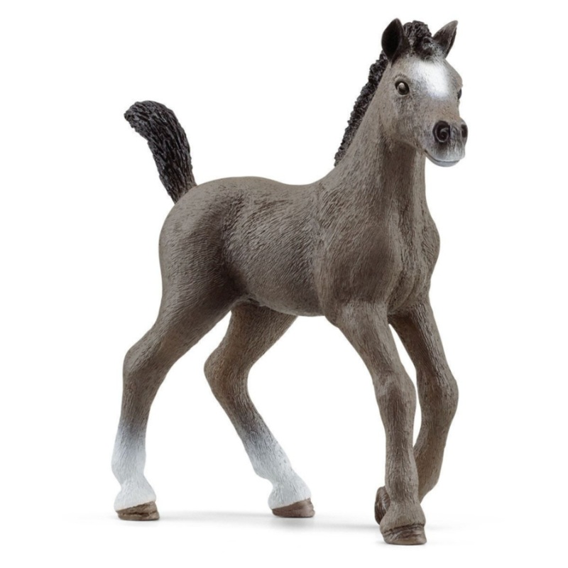 Selle Francais Foal 13957