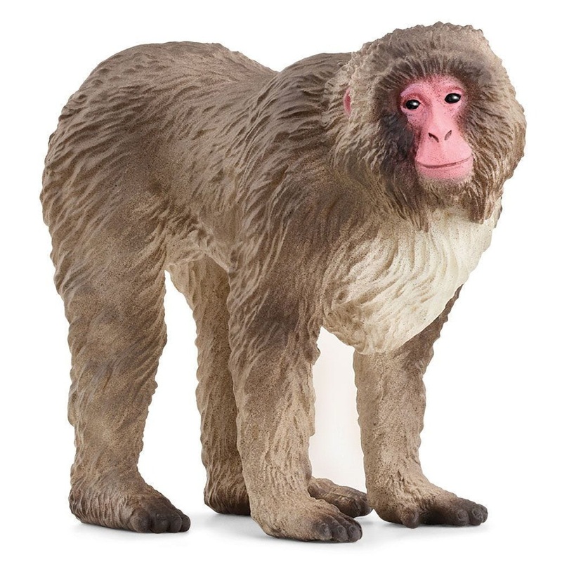 Japanese Macaque 14871