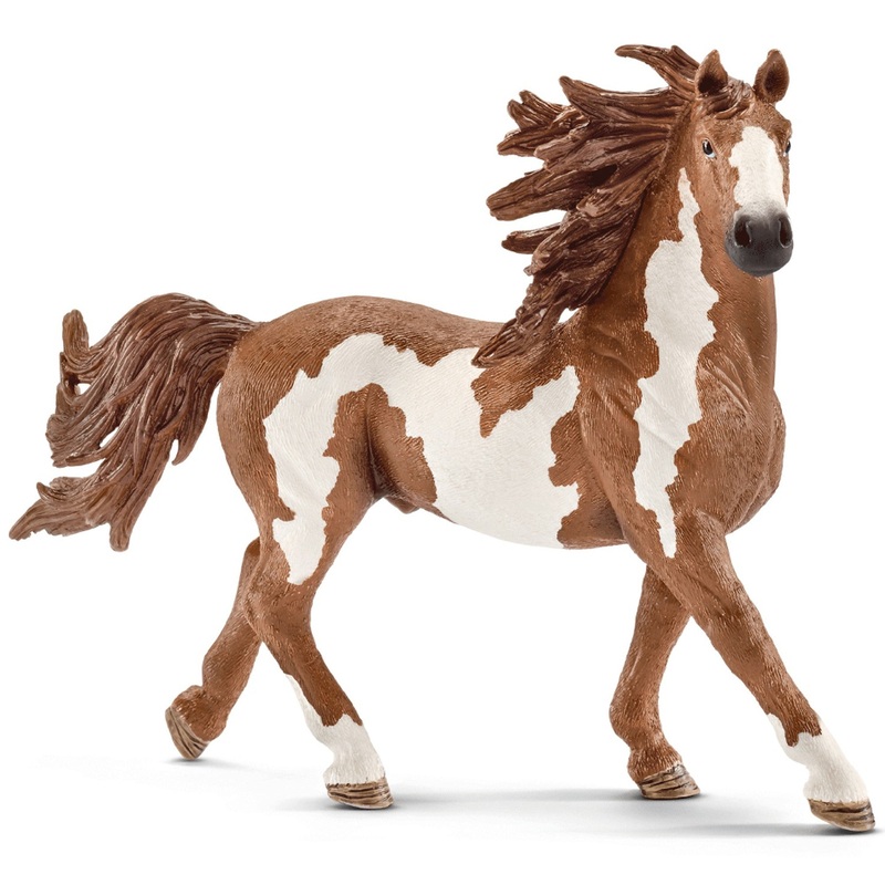Pinto Stallion 13794