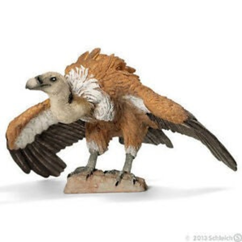 Griffon Vulture 14691