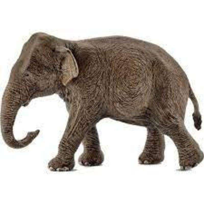 Asian Elephant Female 14753