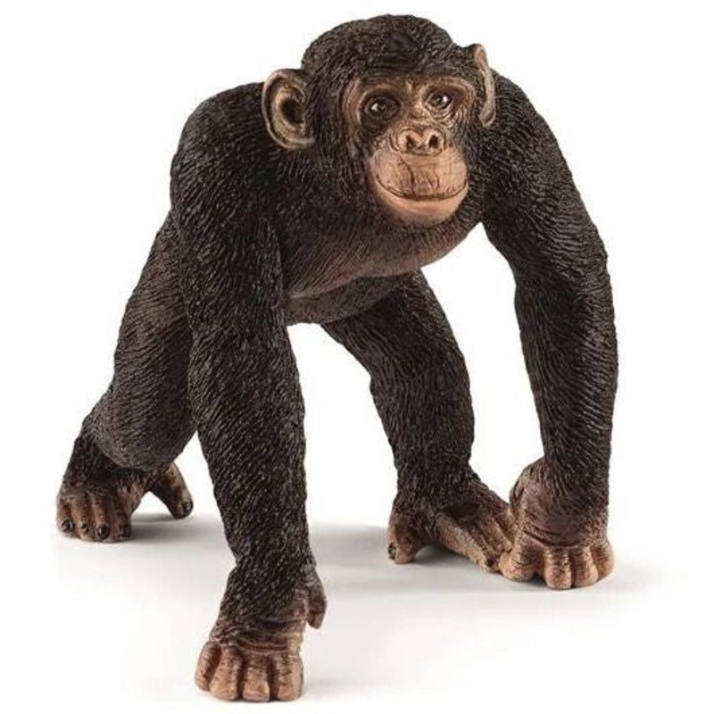 Chimpanzee Male 14817