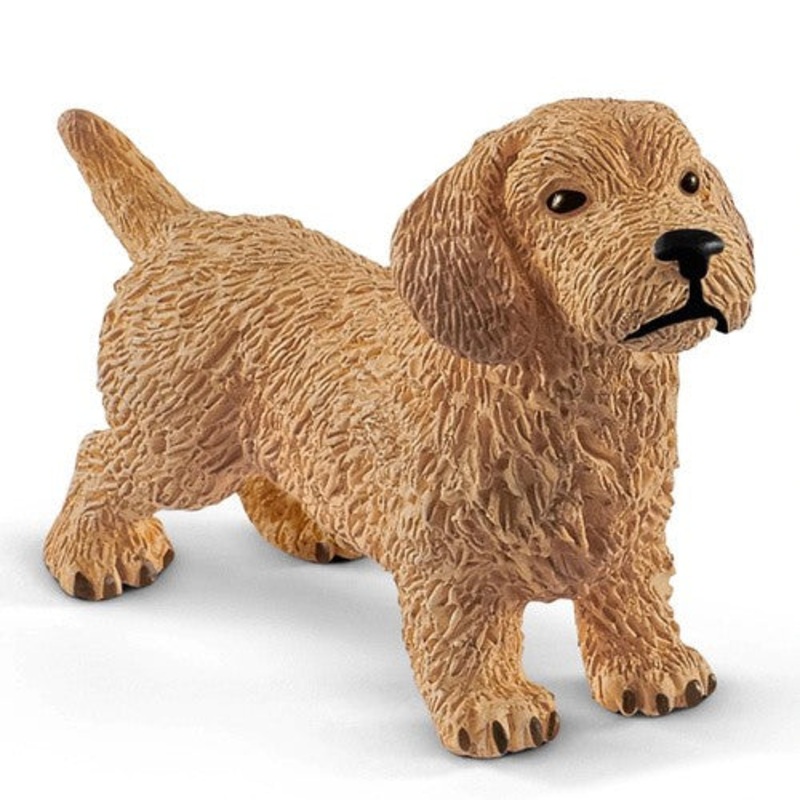 Dachshund 13891