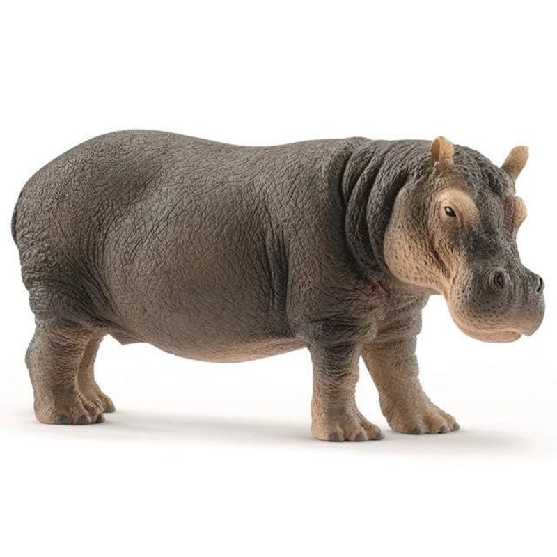 Hippopotamas 14814