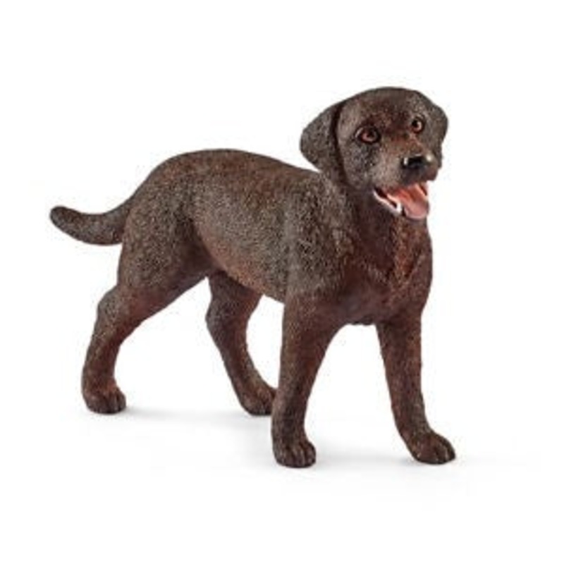 Labrador Retriever Female 13834