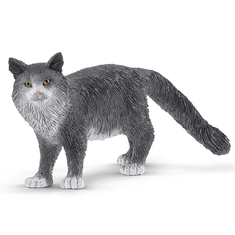 Maine Coon Cat 13893
