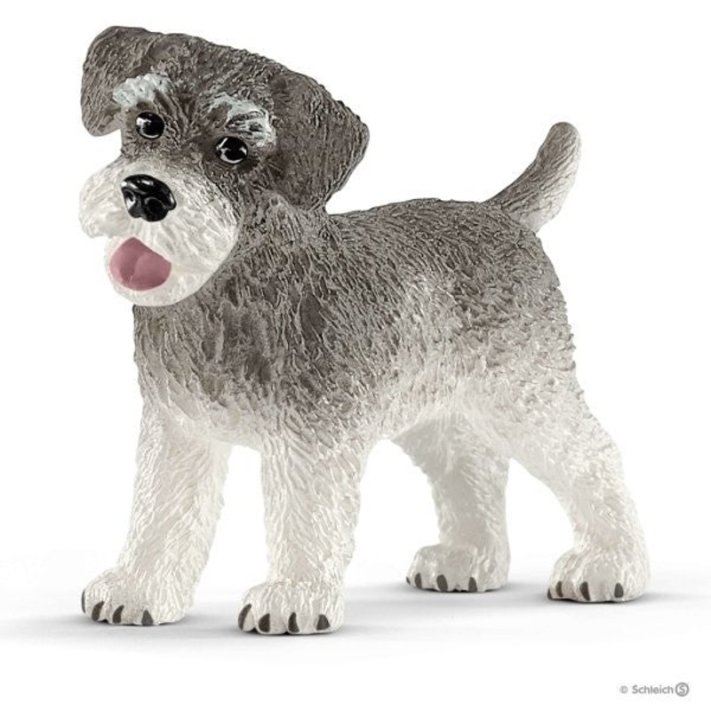 Miniature Schnauzer 13892