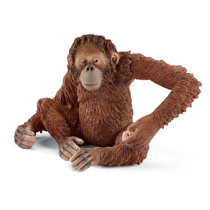 Orangutan Female 14775