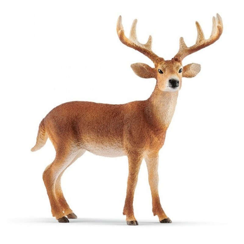 White Tailed Buck 14818
