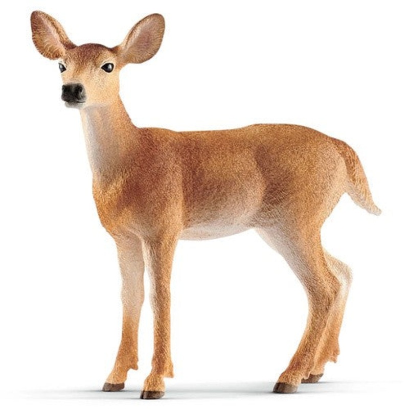 White Tailed Doe 14819