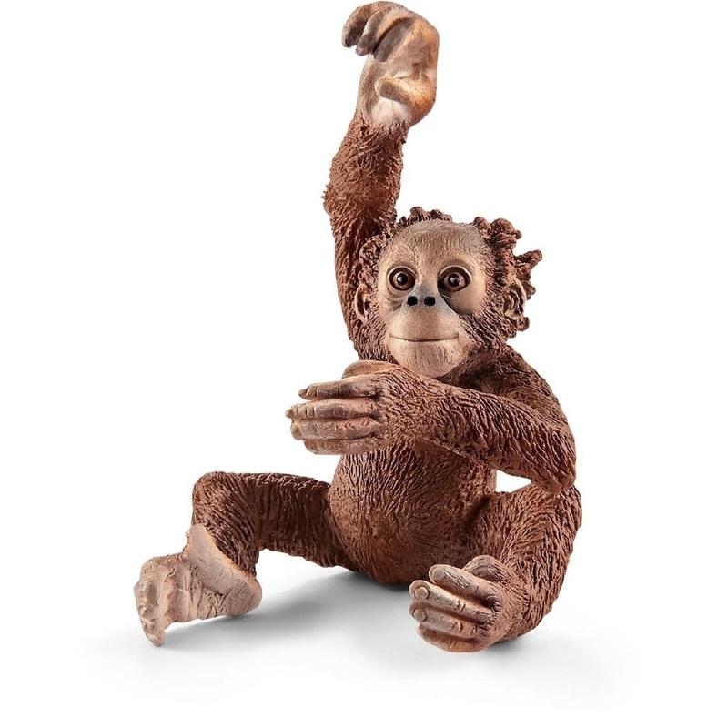 Young Orangutan 14776