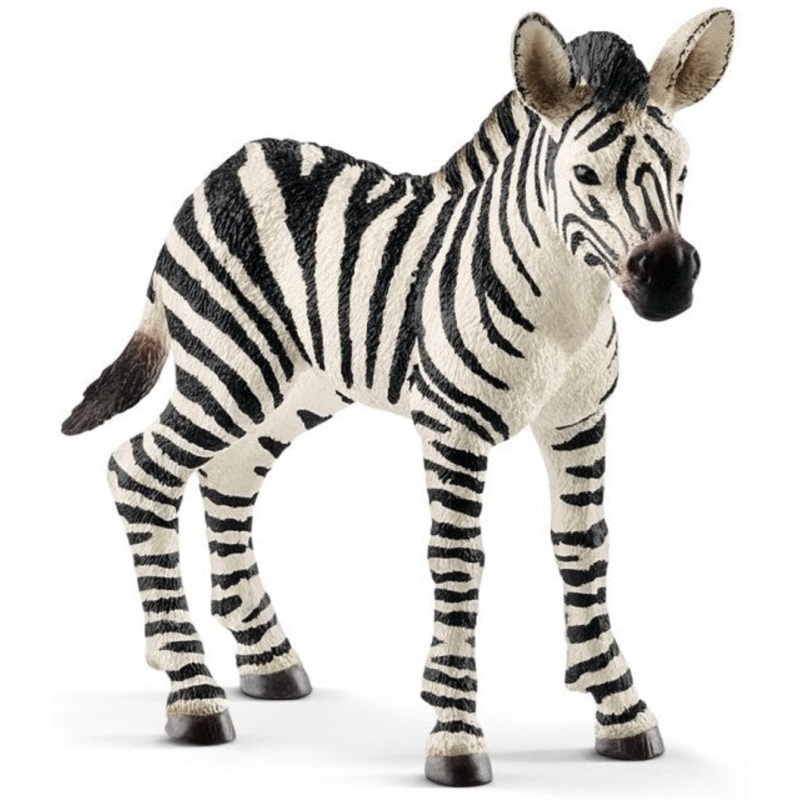 Zebra Foal 14811