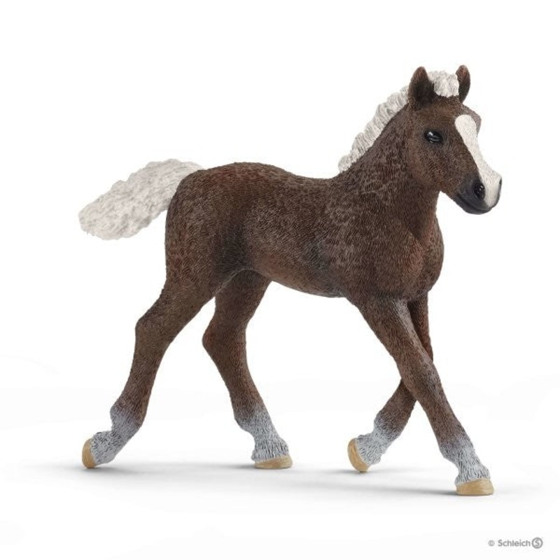 Black Forest Foal 13899