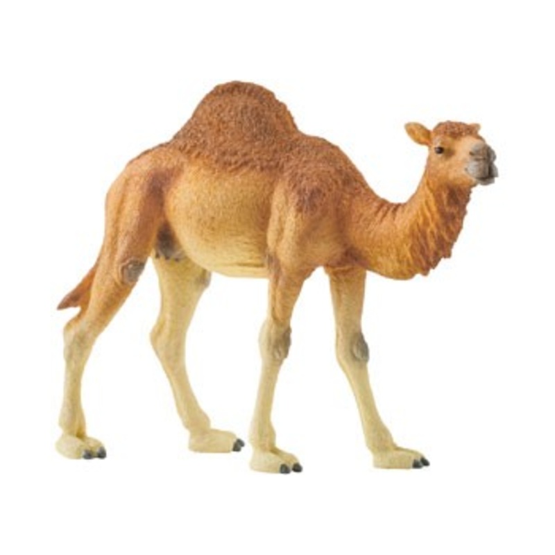 Camel Dromedary 14832