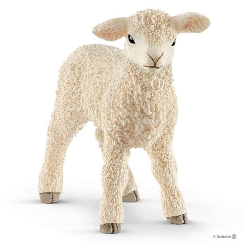 Lamb 13883