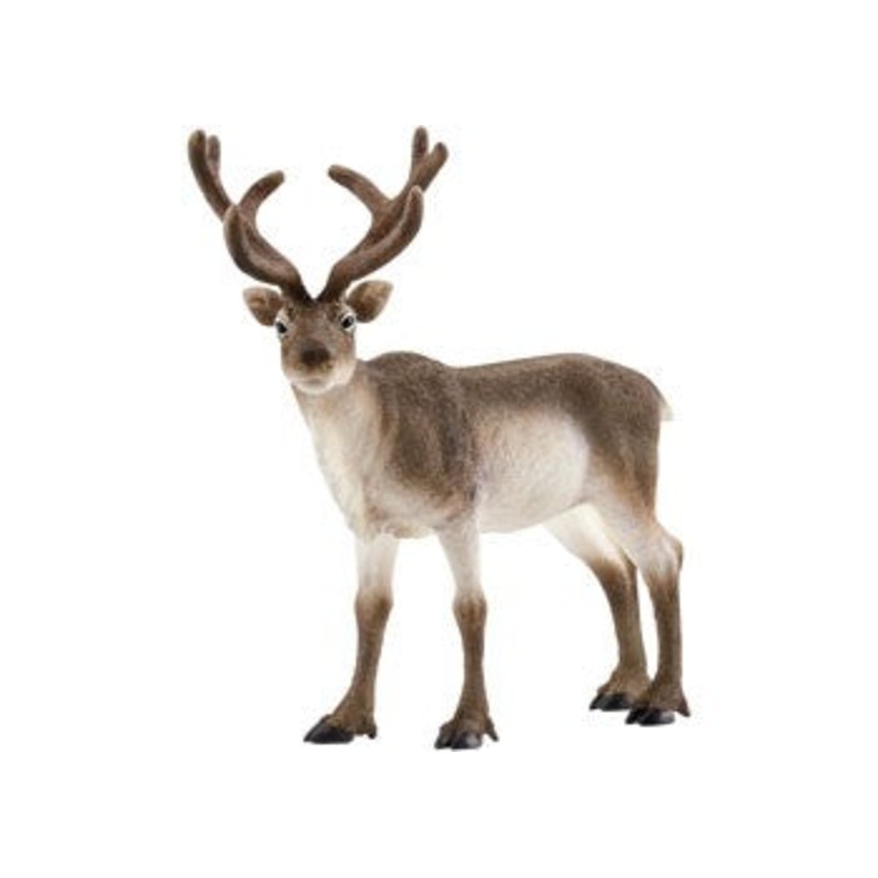 Reindeer 14837