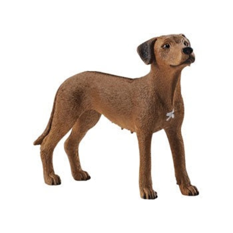 Rhodesian Ridgeback 13895