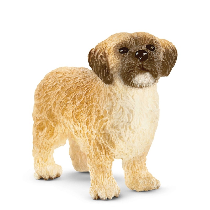 Shih Tzu Malteser Mix 13931