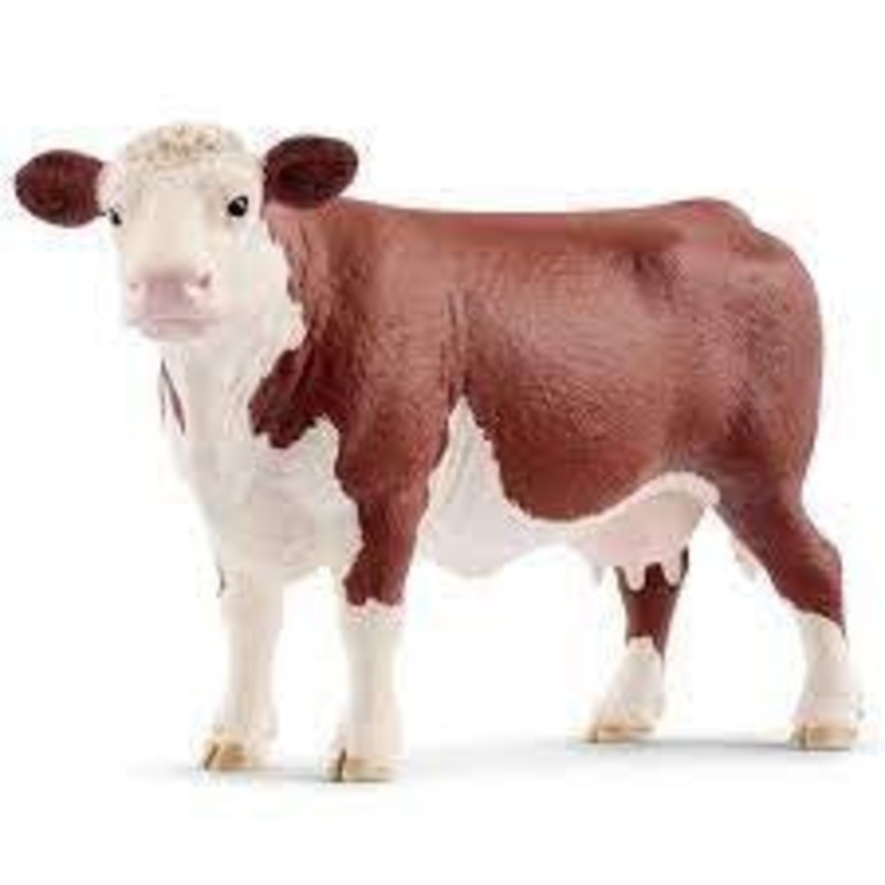 Hereford Cow 13867